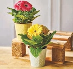Super U Les Pieux - Promo GERBERA Promo GERBERA à 4,99 € dans le catalogue Super U à Les Pieux