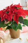 Promo Poinsettia 15 cm dans un sac à 9,99 € dans le catalogue Intermarché à Randan