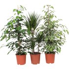Plantes vertes - Carrefour à Ermont Plantes vertes en promo chez Carrefour Ermont à 10,99 €