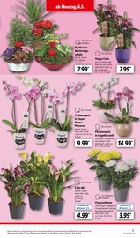 Ähnliche Angebote wie Blumenzwiebeln im Prospekt "LIDL LOHNT SICH" auf Seite 3 von Lidl in Reutlingen