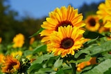Sonnenblume Helianthus Angebot in Langeln Sonnenblume Helianthus im aktuellen Prospekt bei Garten-Center Nordharz GmbH & Co. KG in Langeln