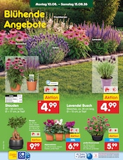 Ähnliche Obstbaum Angebote im Prospekt "Aktuelle Angebote" von Netto Marken-Discount in Freital Ähnliche Angebote wie Obstbaum im Prospekt "Aktuelle Angebote" auf Seite 46 von Netto Marken-Discount in Freital