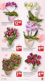 Pflanzen im E center Prospekt in Böblingen Aktueller E center Prospekt mit Pflanzen, "Aktuelle Angebote", Seite 2