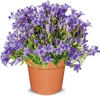 Aktuelles Glockenblume Angebot bei Netto Marken-Discount in Chemnitz ab 2,99 €