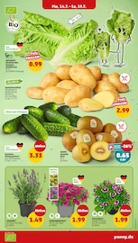 Blumen im Penny Prospekt in Dülmen Aktueller Penny Prospekt mit Blumen, "Wer günstig will, muss Penny.", Seite 3