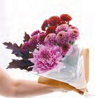 Herbstzauber für 4,49 € bei Netto mit dem Scottie im Angebot Herbstzauber im aktuellen Netto mit dem Scottie Prospekt