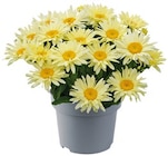 REWE Florstadt Prospekt mit  im Angebot für 5,99 €