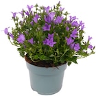 Glockenblume im Angebot bei REWE in Gelsenkirchen Glockenblume Angebote von REWE Beste Wahl bei REWE Gelsenkirchen für 2,99 €