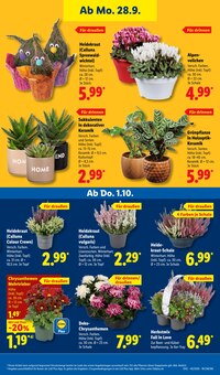 Blumen im aktuellen Lidl Prospekt (Freiburg (Breisgau)) Blumen im Lidl Prospekt "LIDL LOHNT SICH" mit 71 Seiten (Freiburg (Breisgau))