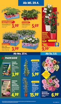 Blumen im Lidl Prospekt "LIDL LOHNT SICH" mit 68 Seiten (Heilbronn)