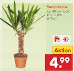 Yucca Palme Angebote bei Netto Marken-Discount Moers für 4,99 €