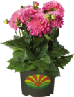 Aktuelle Pflanzen Angebote bei Globus-Baumarkt in Koblenz Aktuelles Dahlien (Dahlia) Angebot bei Globus-Baumarkt in Koblenz ab 9,99 €