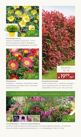 Stauder Angebote im Prospekt "FRÜHLING ERLEBEN" von Pflanzen Kölle auf Seite 7