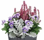 Dehner Garten-Center - HERBSTMIX Angebot im Prospekt HERBSTMIX bei Dehner Garten-Center im Prospekt "" für 2,99 €