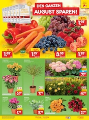 Ähnliche Blumenzwiebeln Angebote im Prospekt "Aktuelle Angebote" von Netto Marken-Discount in Detmold Ähnliche Angebote wie Blumenzwiebeln im Prospekt "Aktuelle Angebote" auf Seite 11 von Netto Marken-Discount in Detmold