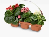 Beet und Balkon Mix Petunien für 3,99 € bei Netto Marken-Discount im Angebot Beet und Balkon Mix Petunien im aktuellen Netto Marken-Discount Prospekt