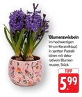 E center Lautertal - Blumenzwiebeln Angebot im Prospekt Blumenzwiebeln bei E center im Lautertal Prospekt für 5,99 €