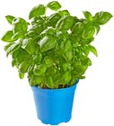 Bio Basilikum für 1,49 € bei REWE im Angebot Bio Basilikum im aktuellen REWE Prospekt