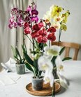 Aktuelles Orchidee Angebot bei Kaufland in Hamburg ab 9,99 €