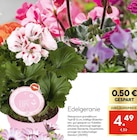 Edelgeranie im aktuellen Hellweg Prospekt