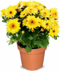 Chrysantheme im Angebot bei Netto Marken-Discount in Delmenhorst Chrysantheme Angebote bei Netto Marken-Discount Delmenhorst für 2,49 €