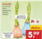 Aktuelles Amaryllis Angebot bei Netto Marken-Discount in Essen ab 5,99 €