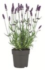 Lavendel angustifolia im aktuellen Prospekt bei Lidl in Reischach