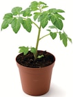 Tomatenpflanzen-Mix Angebote bei Zimmermann Bremen für 0,75 €