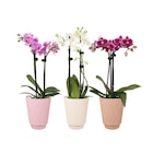 Orchidée - Carrefour Orchidée à 8,99 € dans le catalogue Carrefour
