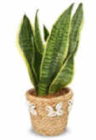 Aktuelle Blumentopf Angebote bei Netto Marken-Discount in Siegen (Universitätsstadt) Aktuelles Sansevieria Angebot bei Netto Marken-Discount in Siegen (Universitätsstadt) ab 6,99 €