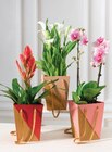 Plante fleurie - U Express à Aulnay-sous-Bois Plante fleurie en promo chez U Express Aulnay-sous-Bois à 8,99 €