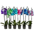 Orchidée teintée - Carrefour à Ermont Orchidée teintée en promo chez Carrefour Ermont à 12,99 €