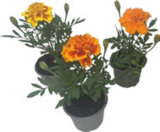 Studentenblume bei Raiffeisenmarkt im Prospekt "" für 0,69 €