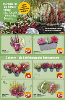 Zimmerpflanzen im REWE Prospekt "Dein Markt" mit 46 Seiten (Hamburg)