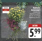 E center Schillingsfürst - Bepflanzte Herbstschale Angebot im Prospekt Bepflanzte Herbstschale bei E center im Schillingsfürst Prospekt für 5,99 €