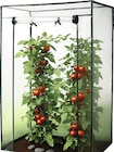 XXL-Gewächshaus für Tomatenpflanzen Angebote von Top Flora bei Wreesmann Görlitz für 12,99 €