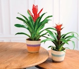 Bromelias - U Express à Aulnay-sous-Bois Bromelias en promo chez U Express Aulnay-sous-Bois à 8,99 €