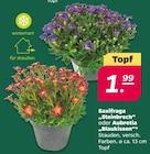 Saxifraga 'Steinbrech' Angebote bei Netto mit dem Scottie Wismar für 1,99 €