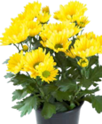 Chrysantheme (chrysanthemum) bei OBI im Dingolfing Prospekt für 1,49 €