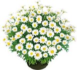 Margeriten-Busch bei BayWa Bau- und Gartenmärkte im Prospekt "" für 6,99 €