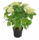 Ballhortensie „Annabelle“ Angebote von Grow by OBI bei OBI Essen für 9,99 €