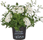 Nachtschatten (Solanum jasminoides) bei Globus-Baumarkt im Kitzingen Prospekt für 3,99 €
