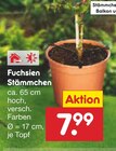 Fuchsien Stämmchen im Angebot bei Netto Marken-Discount in Salzgitter Fuchsien Stämmchen Angebote bei Netto Marken-Discount Salzgitter für 7,99 €