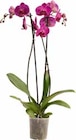 Schmetterlings-Orchidee (Phalaenopsis) Angebote bei OBI Mülheim für 7,99 €