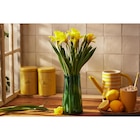 Promo Bouquet de 15 jonquilles carlton à 5,99 € dans le catalogue Carrefour ""