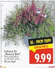 Aktuelles Calluna XL Beauty Bell Angebot bei EDEKA in Potsdam ab 9,99 €