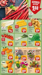 Bio Salat Angebot im aktuellen REWE Prospekt auf Seite 9