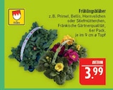 Frühlingsblüher im Angebot bei Marktkauf in Schweinfurt Frühlingsblüher Angebote von Fränkische bei Marktkauf Schweinfurt für 3,99 €