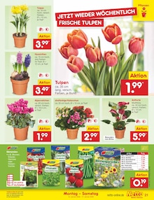 Alpenveilchen im aktuellen Netto Marken-Discount Prospekt (München) Alpenveilchen im Netto Marken-Discount Prospekt "Aktuelle Angebote" mit 54 Seiten (München)
