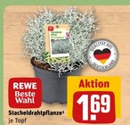 Stacheldrahtpflanze im Angebot bei REWE in Karlsruhe Stacheldrahtpflanze Angebote von REWE Beste Wahl bei REWE Karlsruhe für 1,69 €